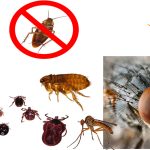 خدمة مكافحة حشرات و الآفات المنزلية