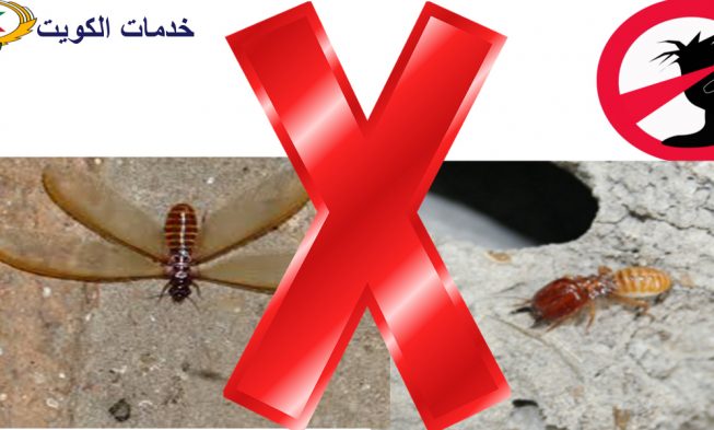 كيفية ابادة النمل الابيض 66565881 بأدوية وطعوم غير سامة