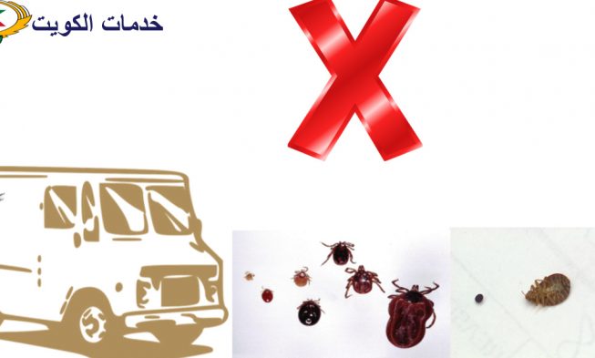 وصف حشرة البق وطرق ابادتها 66565881